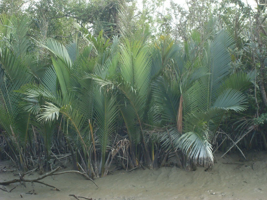Travel to Bangladesh Sundarban