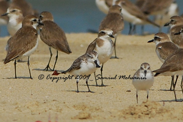 Travel to Bangladesh Sonadia Island