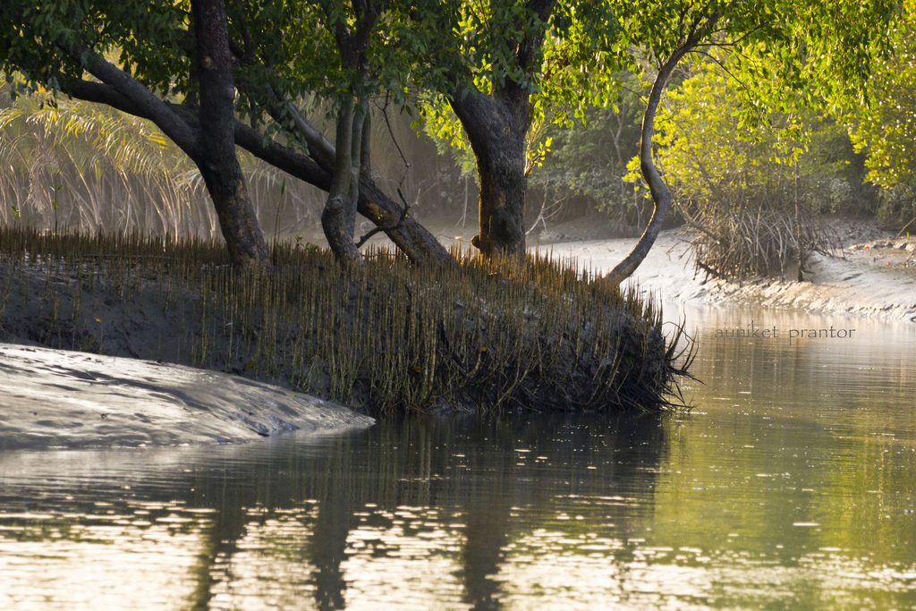 Travel to Bangladesh Sundarban