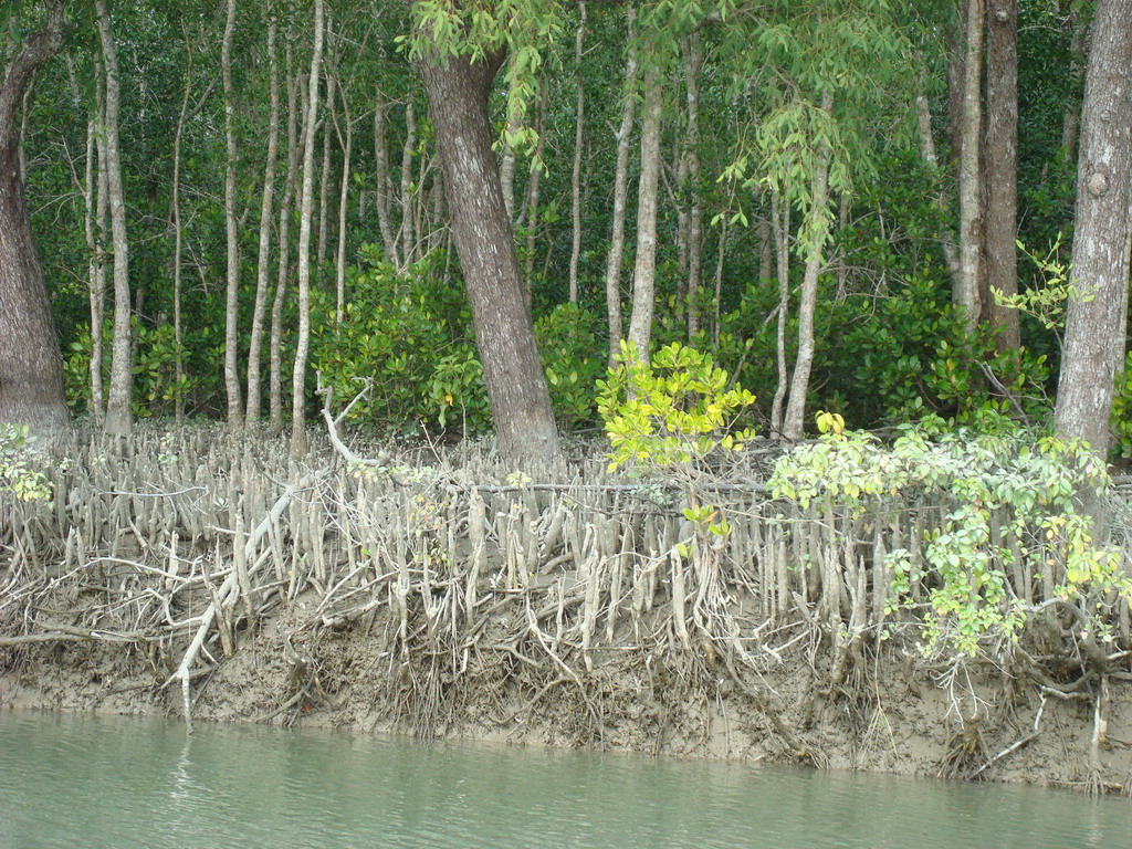 Travel to Bangladesh Sundarban