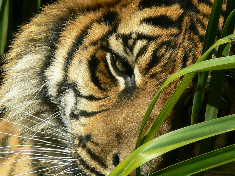 Travel to Bangladesh Sundarban